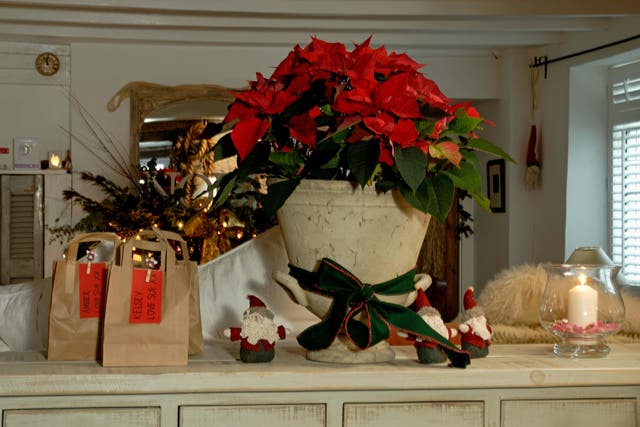 Pointsettias shouldnt just be for Christmas (Alamy/PA)
