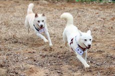 Dogs gifted by North's Kim resettle in South Korean zoo
