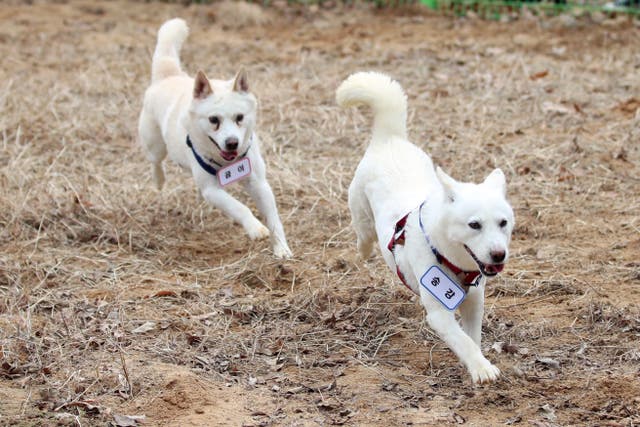 South Korea Koreas Peace Dogs