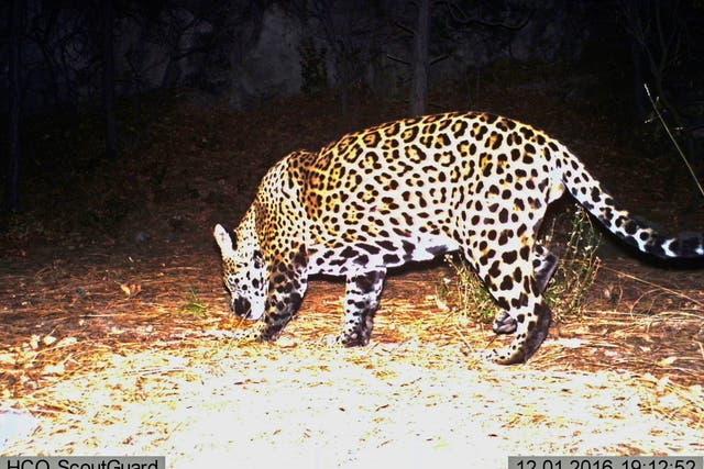 <p>A wild jaguar on Dec. 1, 2016, in southern Arizona</p>