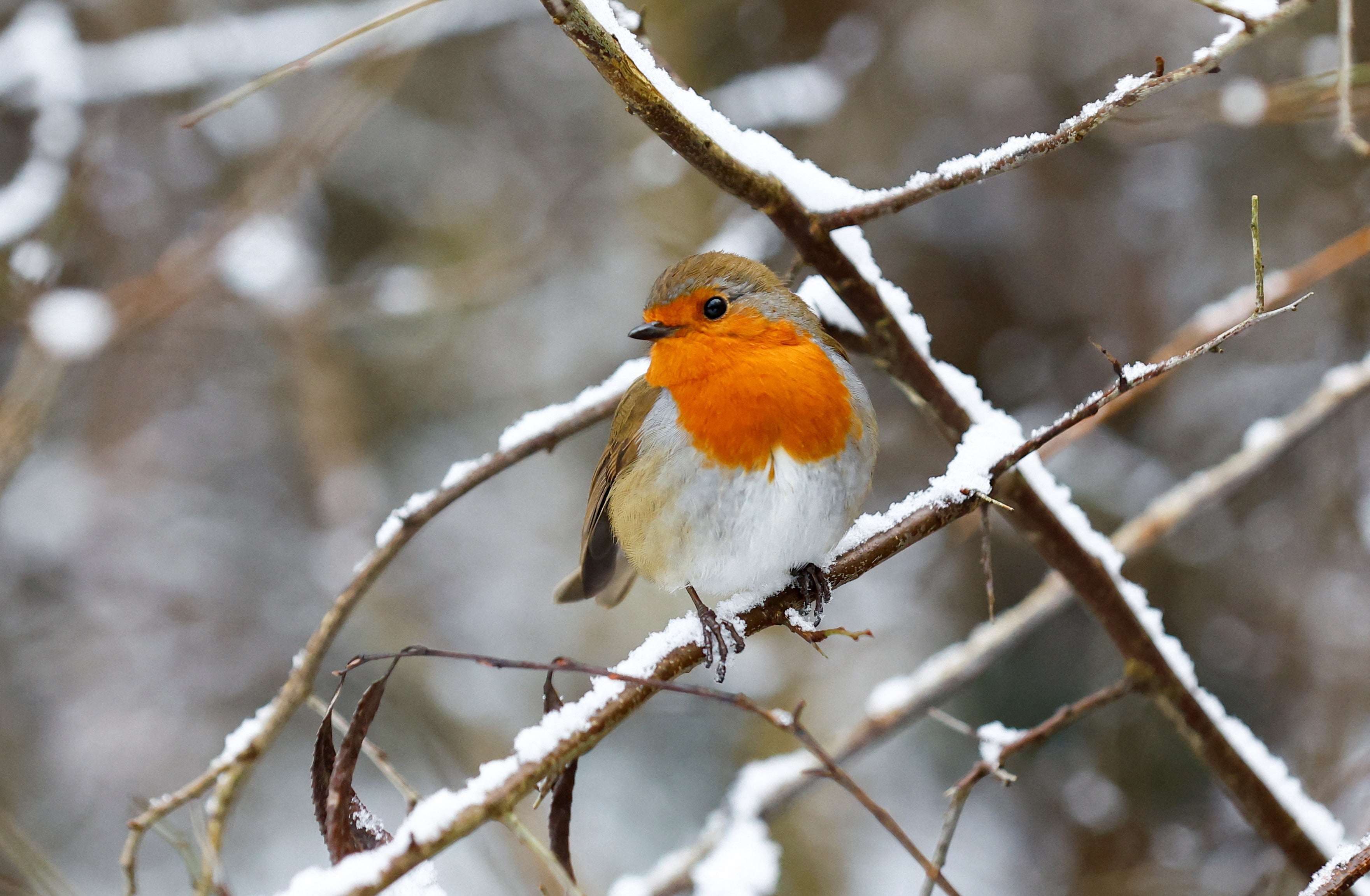 A robin sits on a snowy branch during cold weather in Northampton