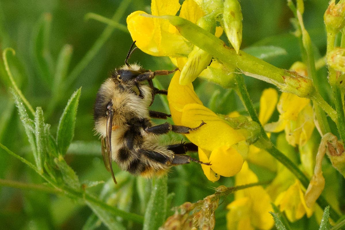 One of UK’s rarest bumblebees boosted by nature restoration on former ...