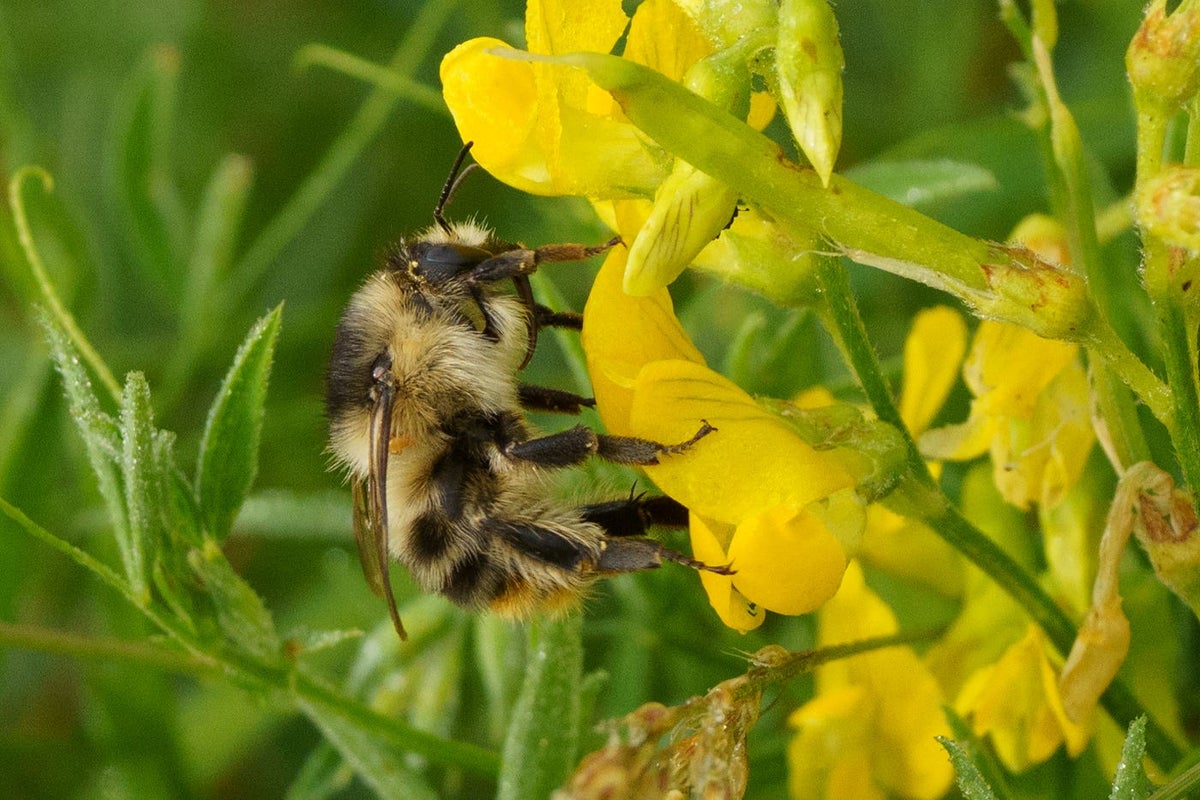One of UK’s rarest bumblebees boosted by nature restoration on former farmland