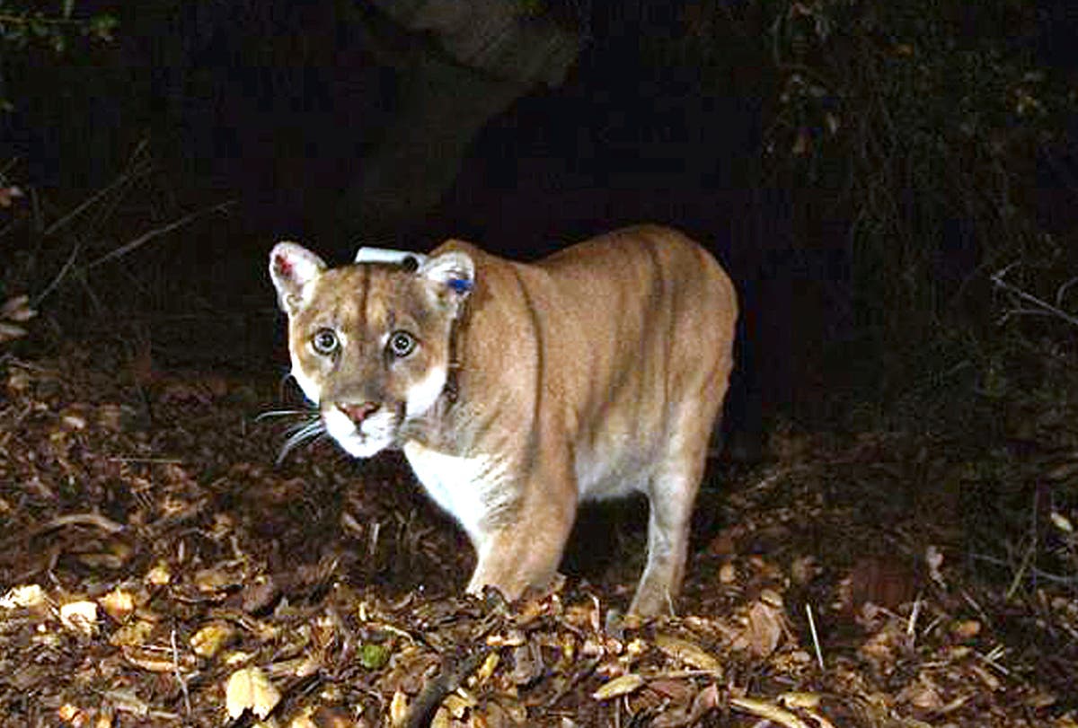 P-22: Famous Hollywood mountain lion captured after killing chihuahua in backyard of Los Angeles home