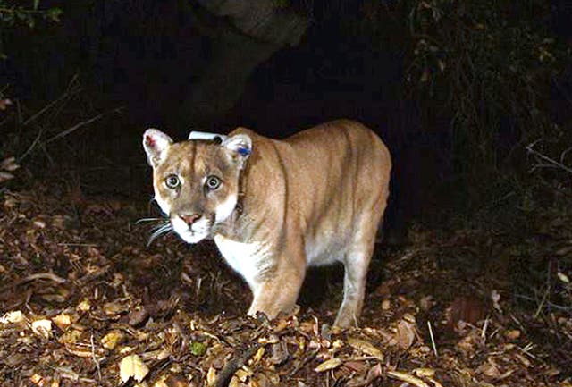 <p>A mountain lion known as P-22, photographed in November 2014 in the Griffith Park area near downtown Los Angeles</p>