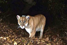 Famous Hollywood mountain lion P-22 is euthanised after being struck by a car