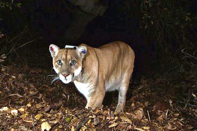<p>Mountain lion P-22 photographed in November 2014 in the Griffith Park area near downtown Los Angeles</p>