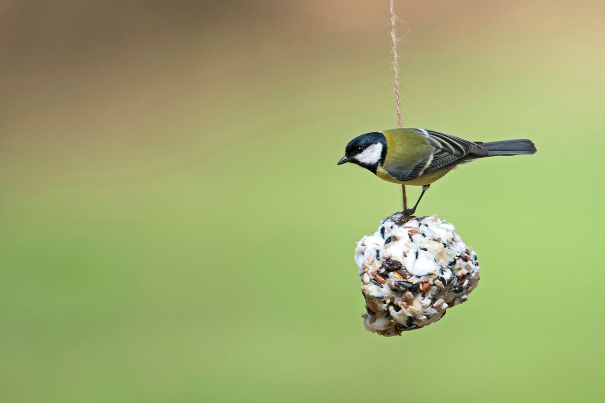 What festive food scraps can you give to birds?