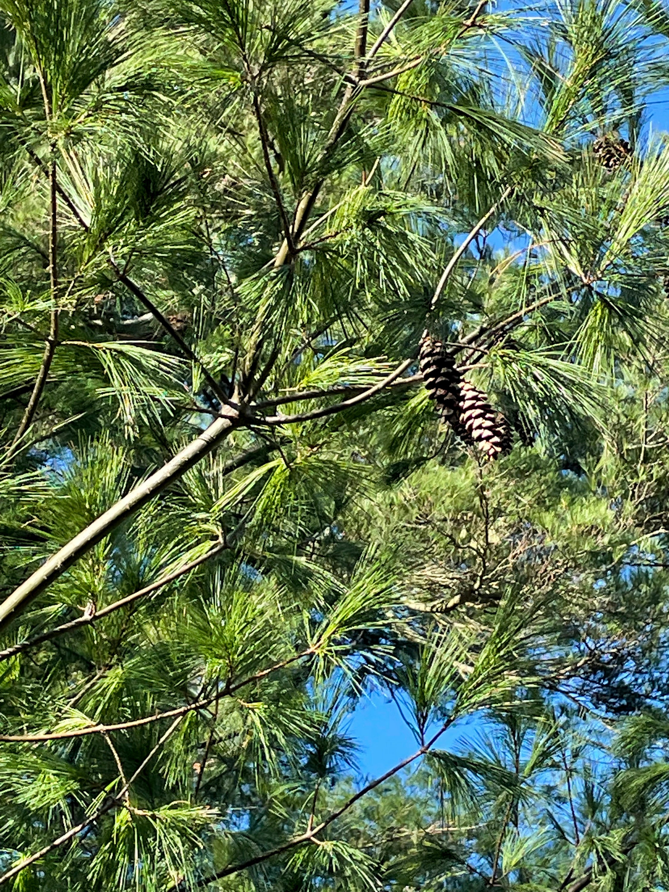 Gardening Conifer Cones