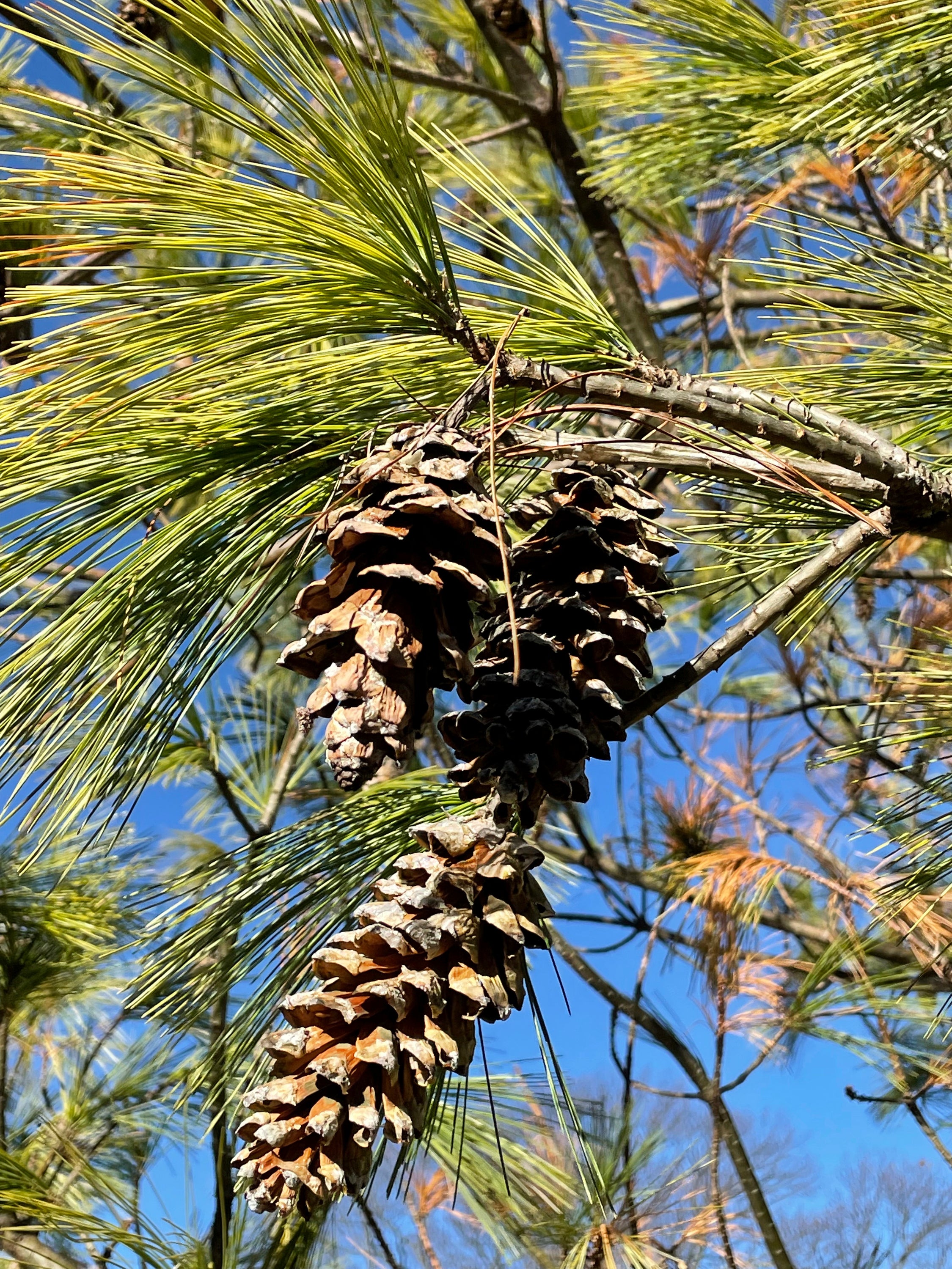 Gardening Conifer Cones