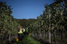 Brexit end of free movement causing labour shortage ‘shock’ but not wage growth, government advisers warn