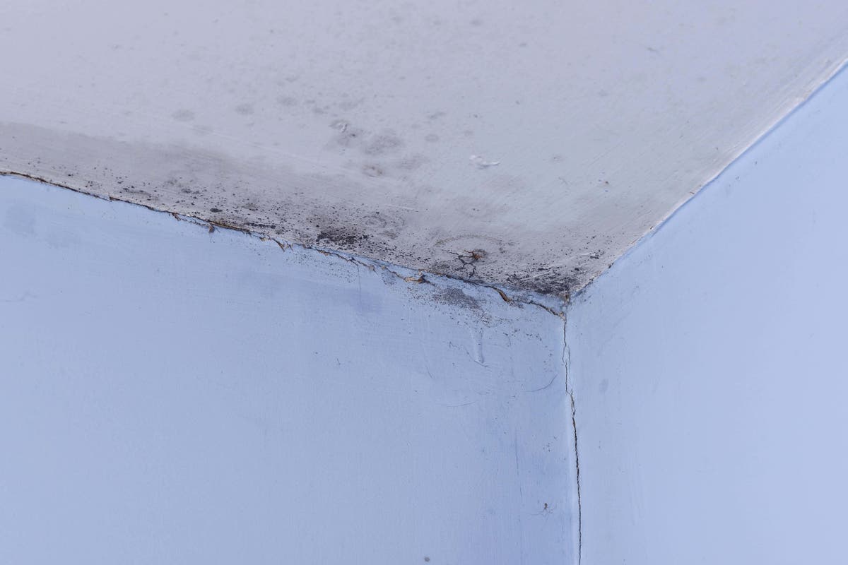 Government survey of social housing residents reveals damp and mould concerns