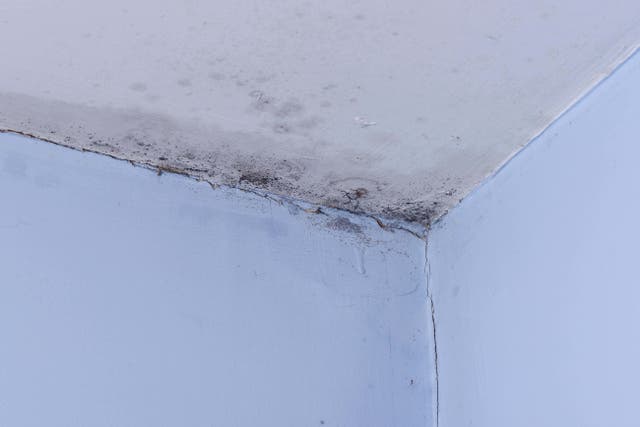 Black mould on the walls and ceiling of a room (Alamy Stock/PA)