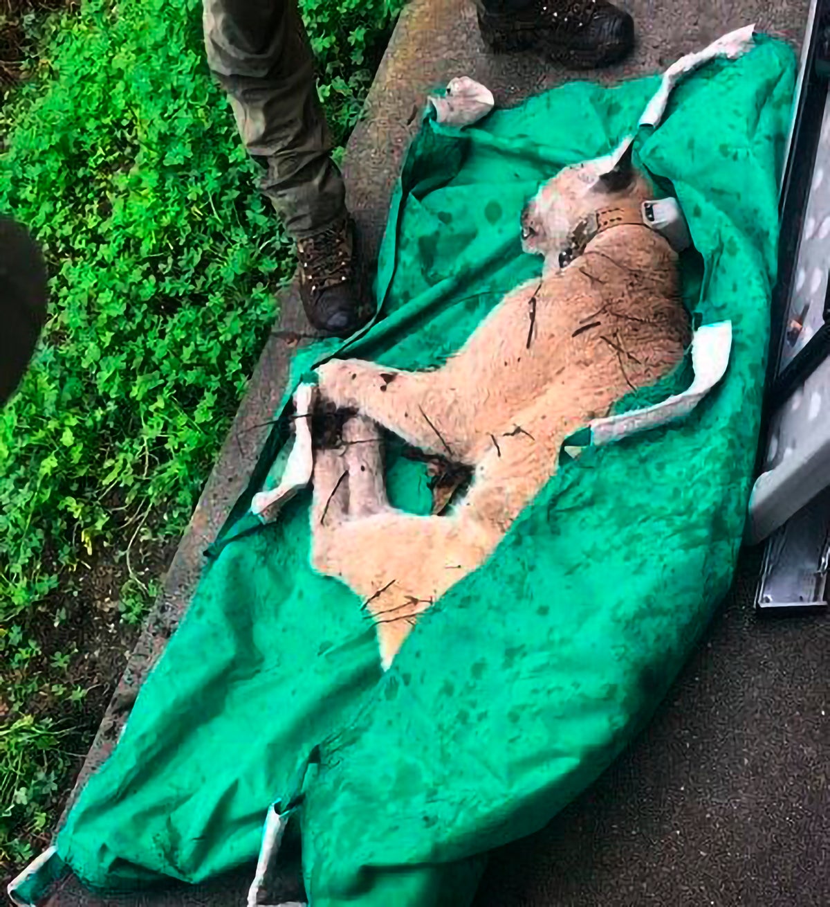 Exam finds famed LA mountain lion may have been hit by car