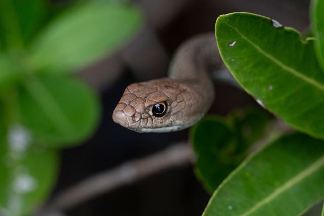 <p>A Montpellier snake, ‘Malpolon monspessulanus’, is seen in a mangrove swamp at Laguna de La Restinga National Park on 24 November 2022</p>