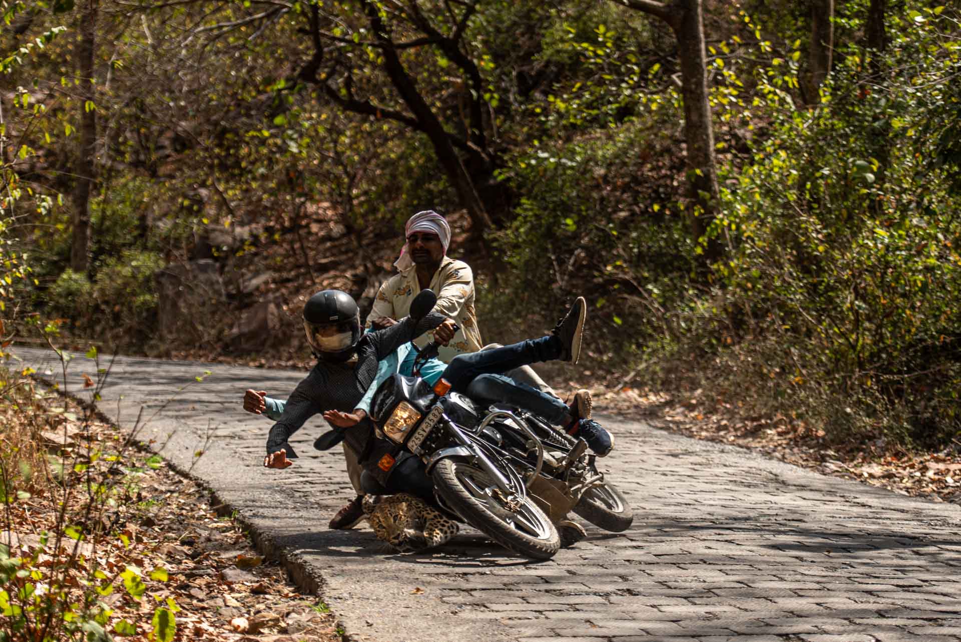 A motorbike rider collides with a leopard in India’s Ranthambhore National Park