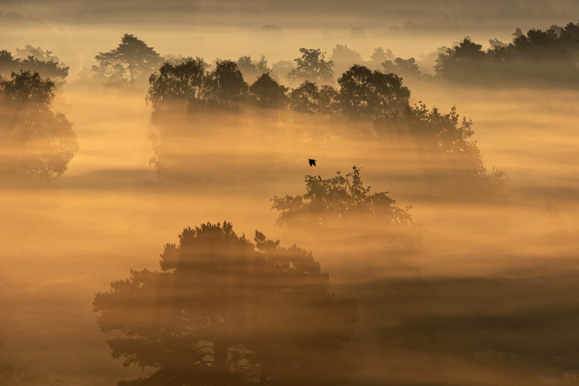 Nature Photographer of the Year 2022 The winning photos The Independent