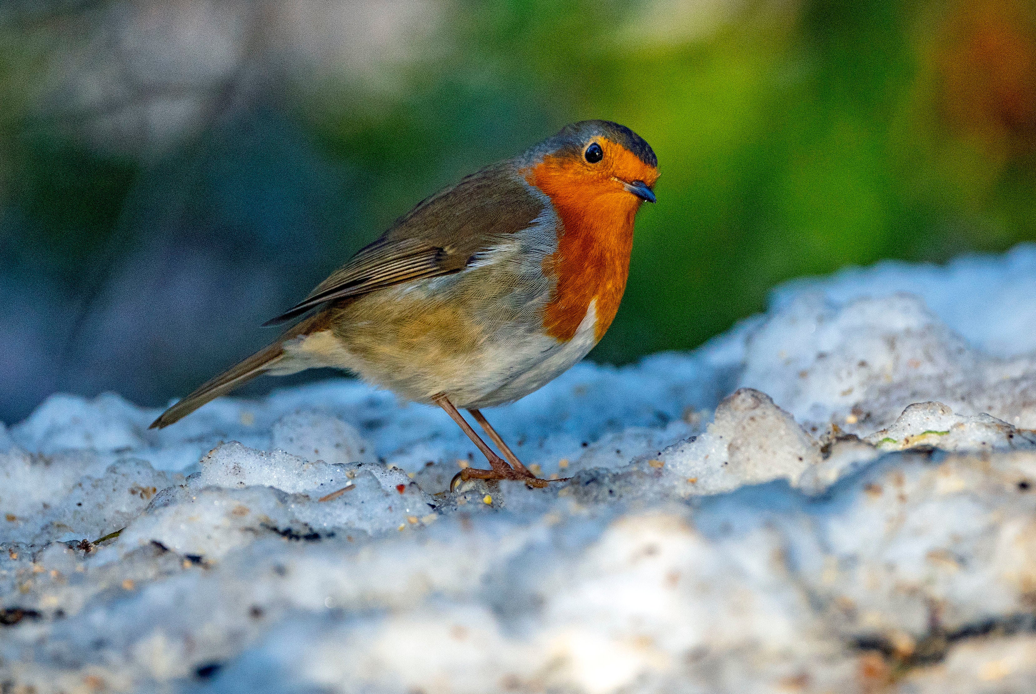 A Robin looks for food in the snow at Woolton Woods, in Liverpool