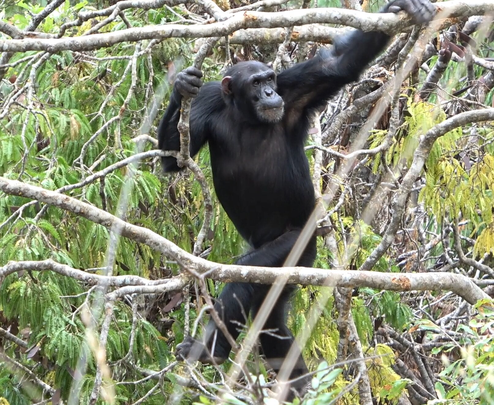 An adult male chimpanzee walks upright in the open canopy, characteristic of the Issa Valley habitat