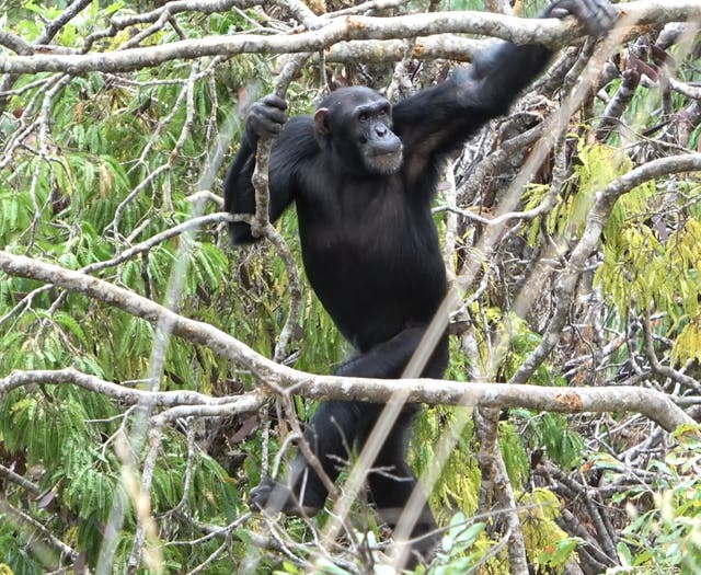 <p>An adult male chimpanzee walks upright in the open canopy, characteristic of the Issa Valley habitat</p><p></p>