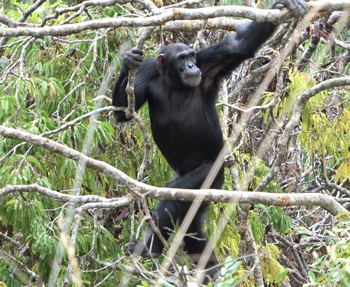Chimpanzees help British scientists solve mystery of why humans walk on two legs