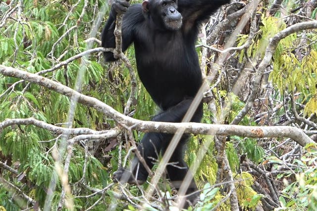<p>An adult male chimpanzee walks upright in the open canopy, characteristic of the Issa Valley habitat</p><p></p>