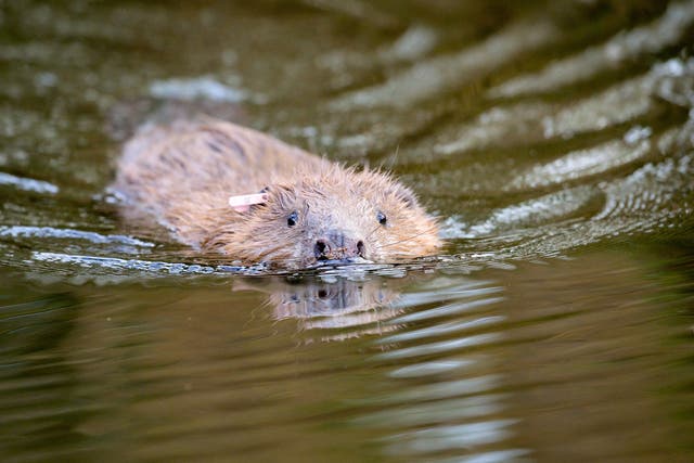 Beavers are to be moved to Loch Lomond (Ben Birchall/PA)