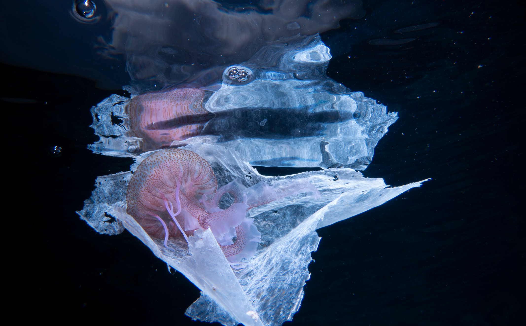 A jellyfish tangled in plastic film in waters off Sicily, Italy. Marine species are heavily impacted by plastic pollution