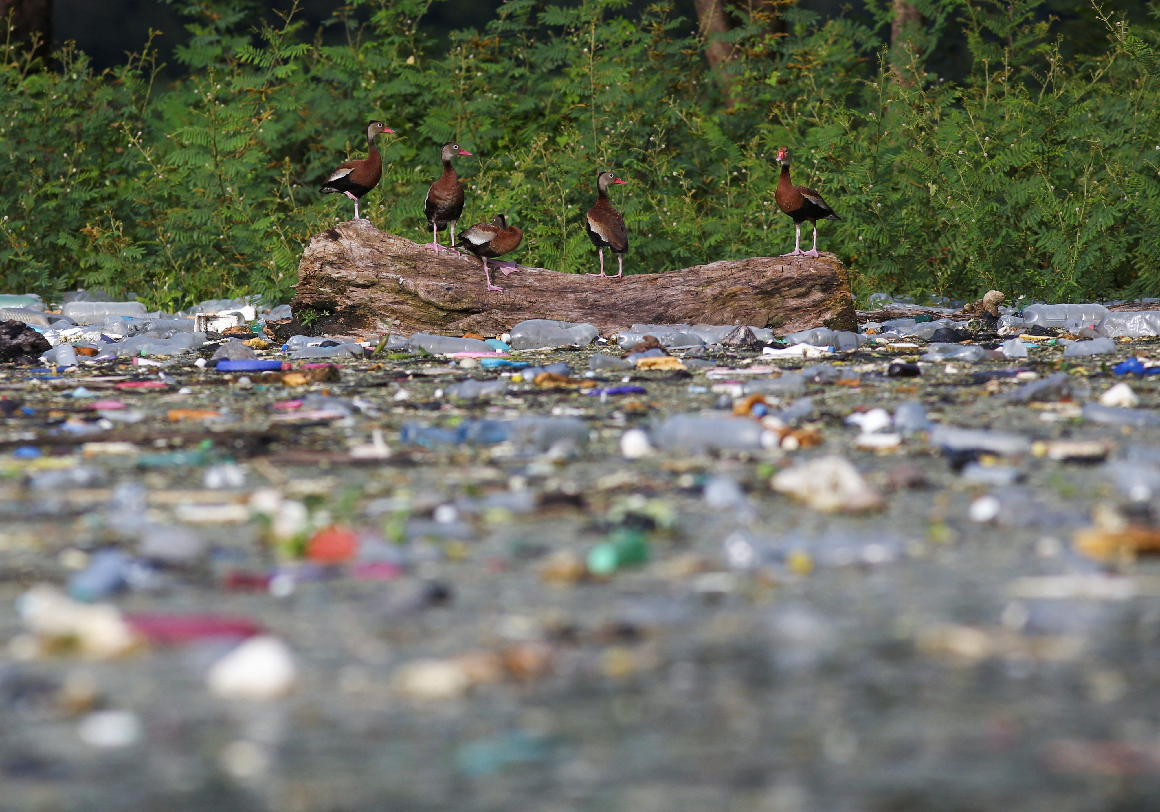 Black-bellied Whistling-Ducks stand on a log as plastic bottles and trash float on the the El Cerron Grande reservoir in Potonico, El Salvador