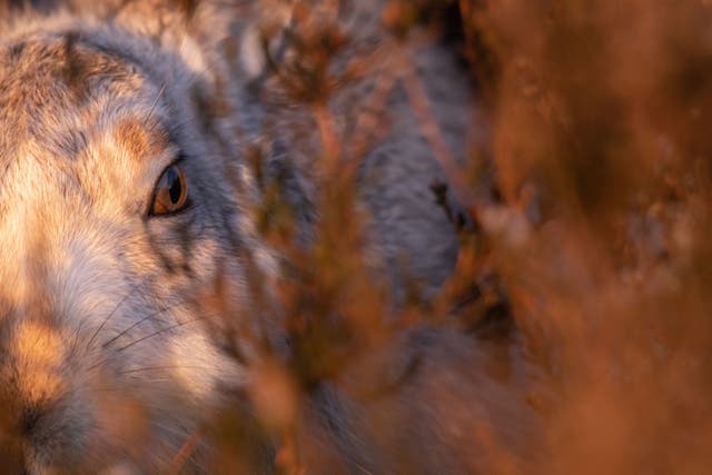 Ben Harrott’s image of a shy mountain hare at sunset scooped top prize (Ben Harrott/PA)