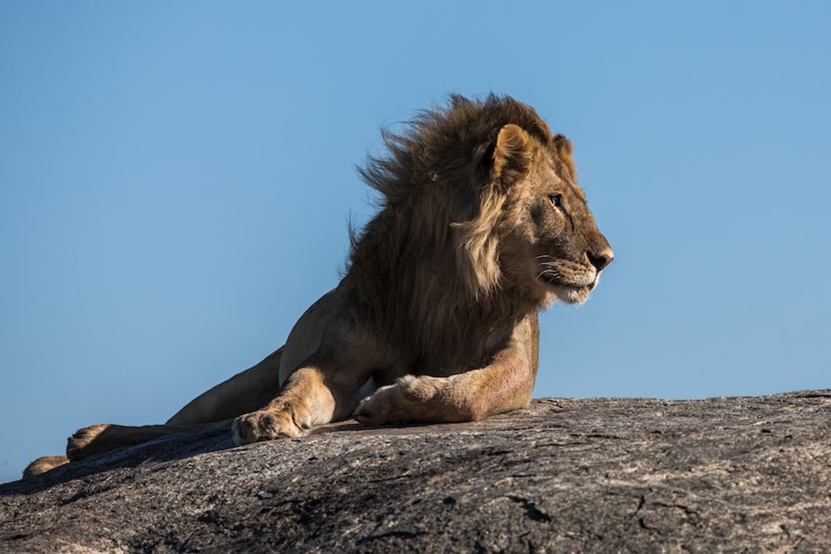 Text-messaging lions and grouped cattle herds limit conflict between people and wildlife in Botswana