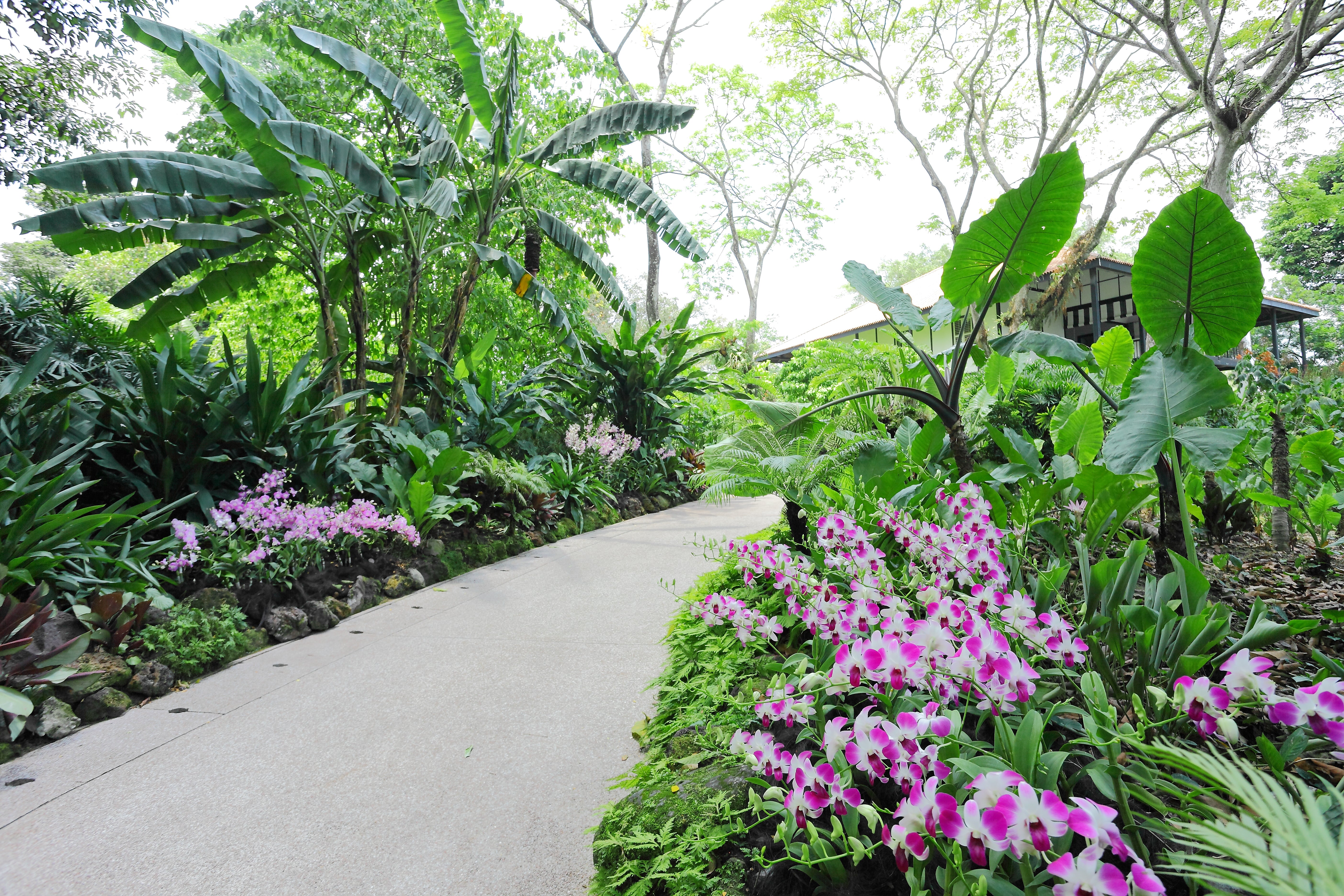 Add the National Orchid Garden at the Botanic Gardens to your to-view list