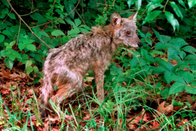 <p>Coyotes are biting people in Lake Las Vegas, according to officials</p>
