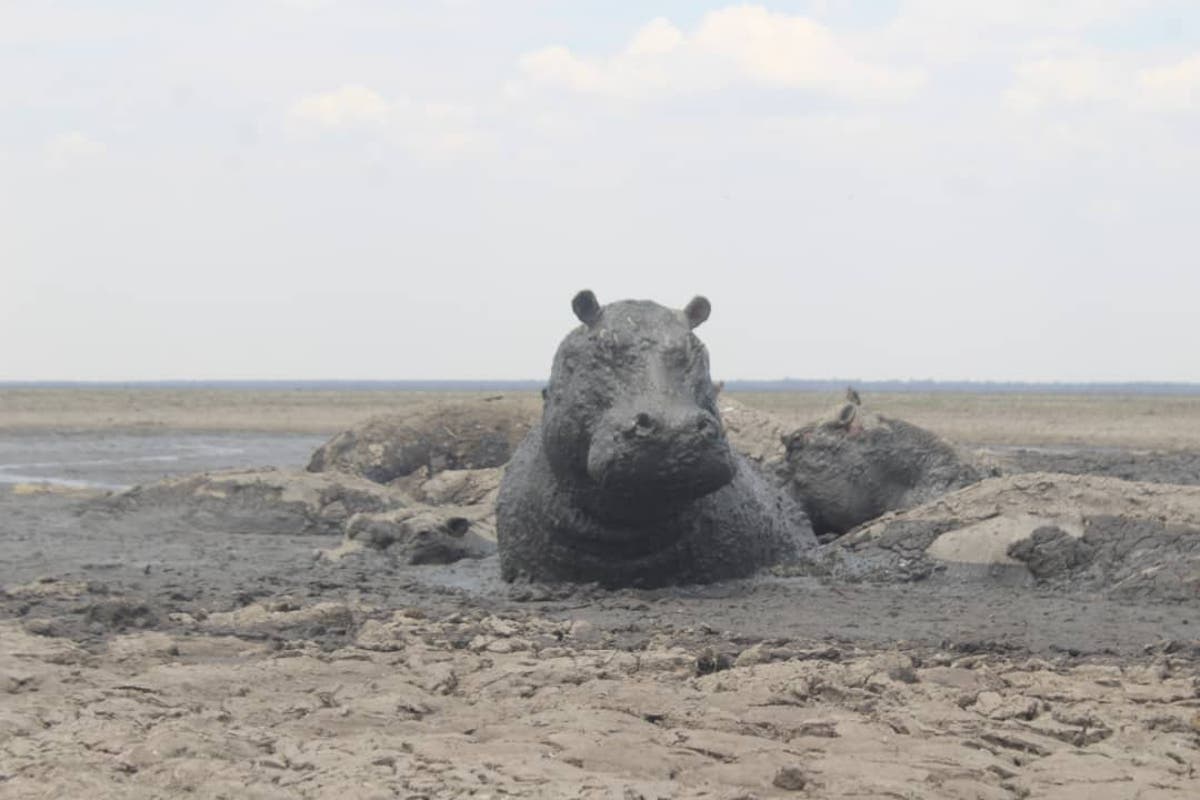 Ecologist advises Botswana government not to feed thirsty hippos at dried up lake
