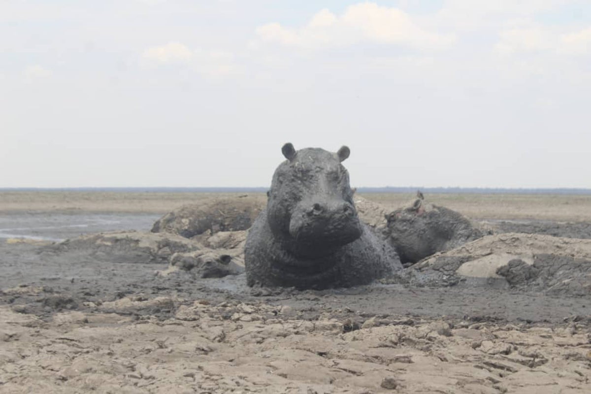 Ecologist advises Botswana government not to feed thirsty hippos at dried up lake