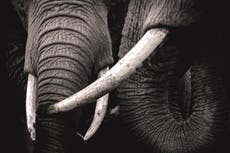 Zimbabwe’s domestic trade in elephant products is falling sharply