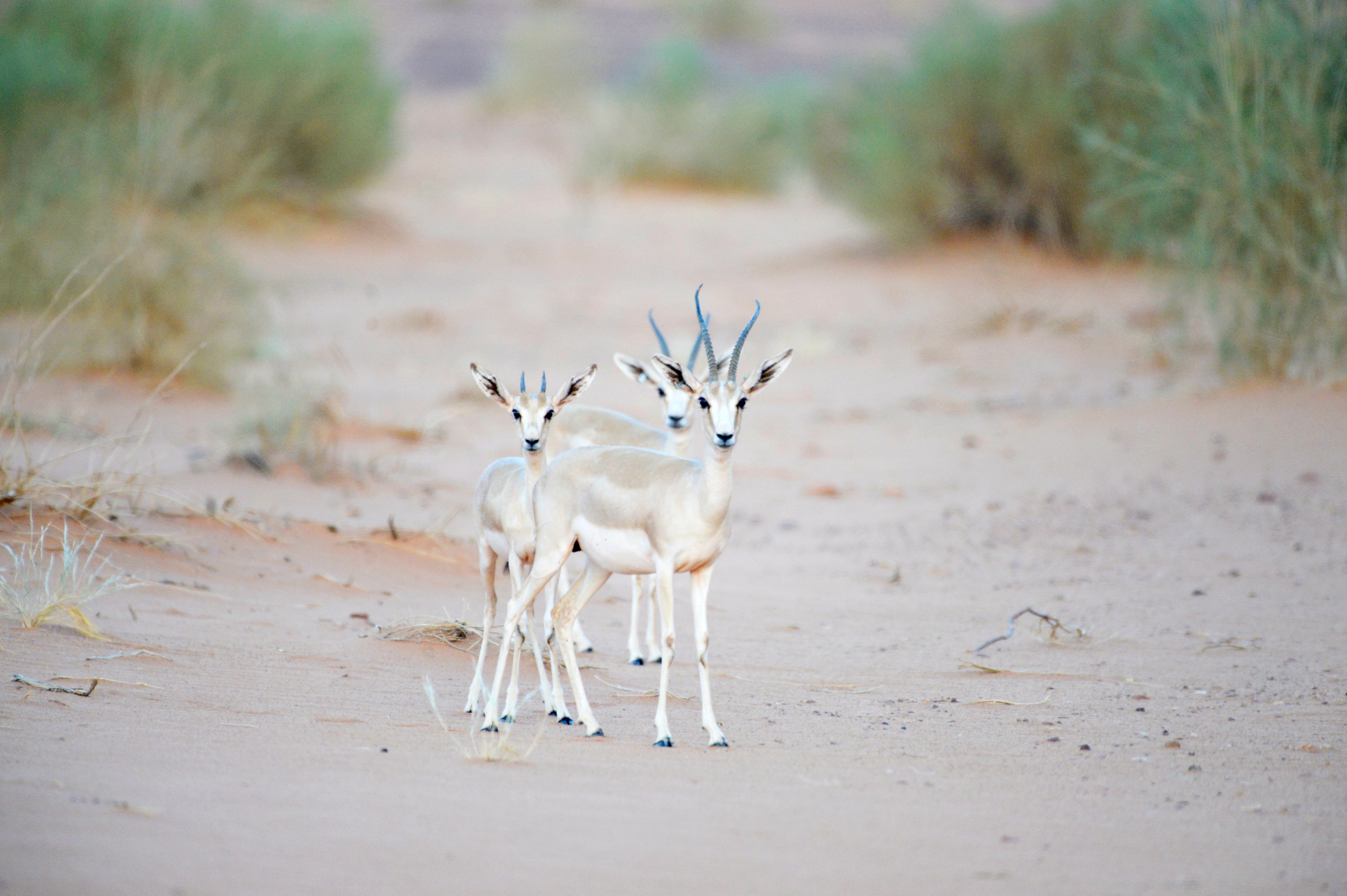 From ancient history to a brighter future: gazelle calves in the reserve