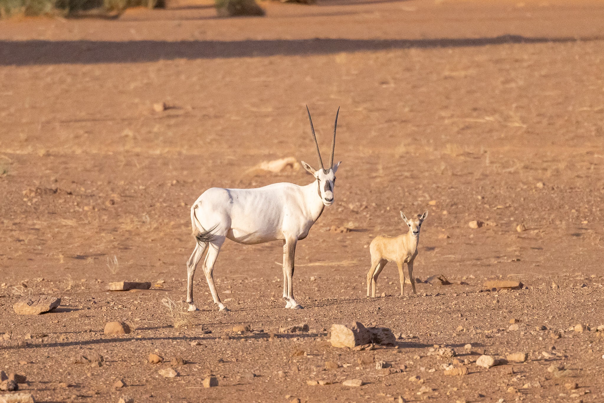 The oryx was once declared extinct in the wild – now a new generation is being raised there