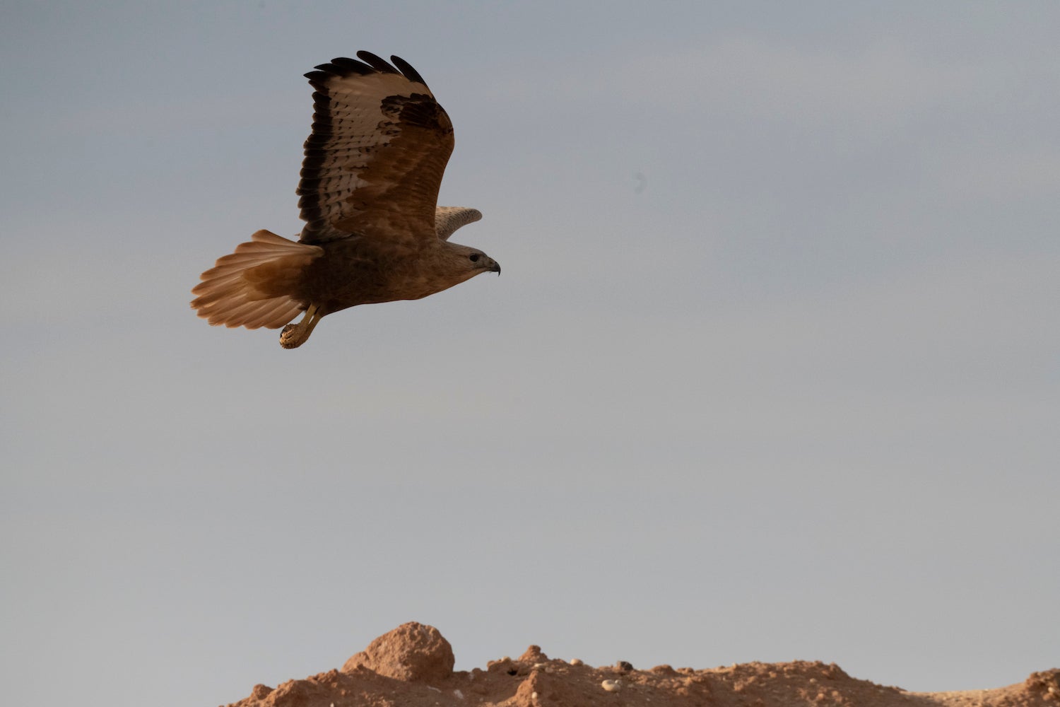 A long-legged buzzard surfs the desert air currents