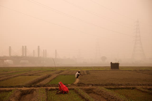<p>Farmers work amid smog in a field on the banks of the Yamuna river in New Delhi, India </p>