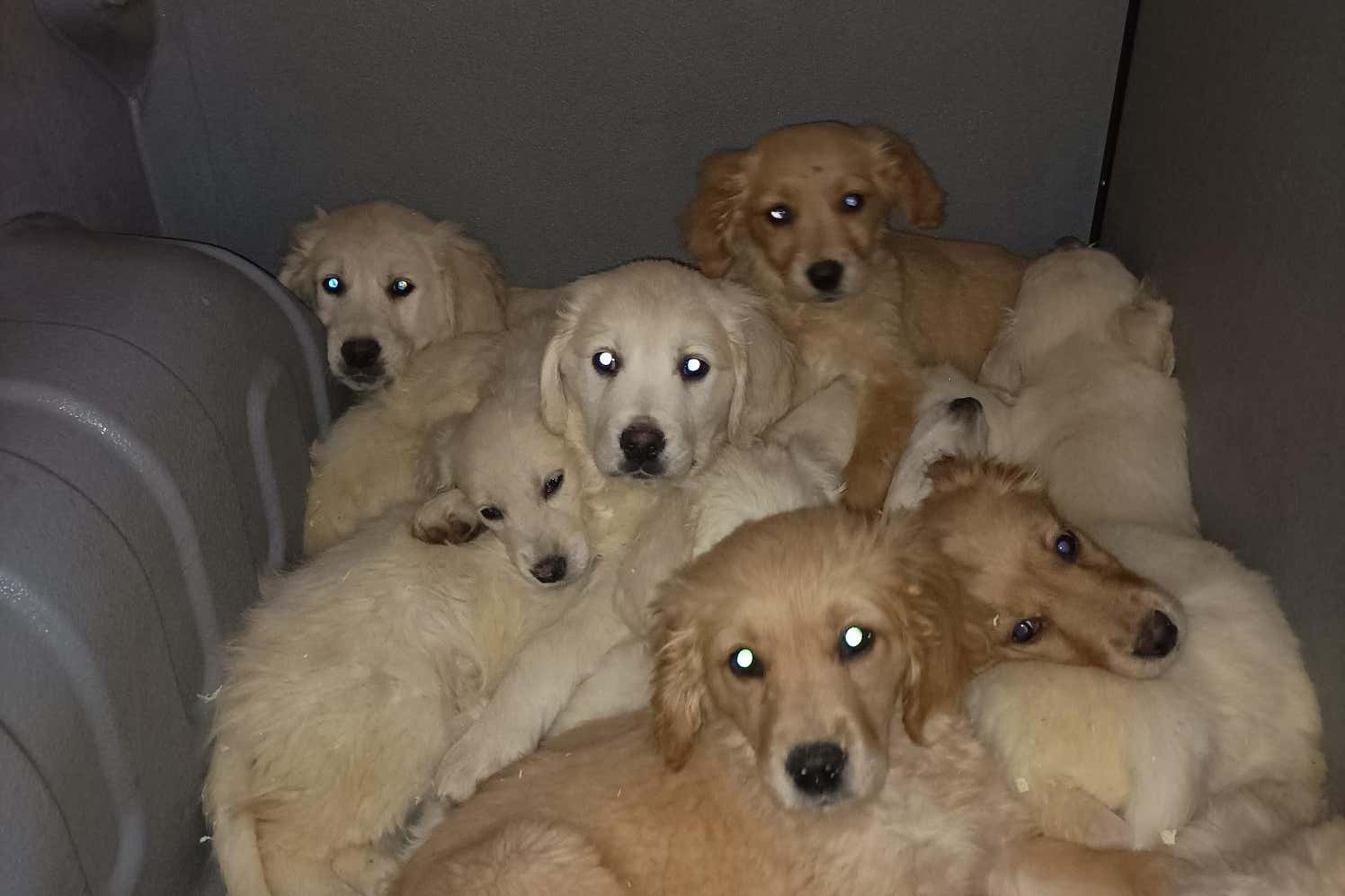 Almost 30 pups have been rescued at Belfast Port