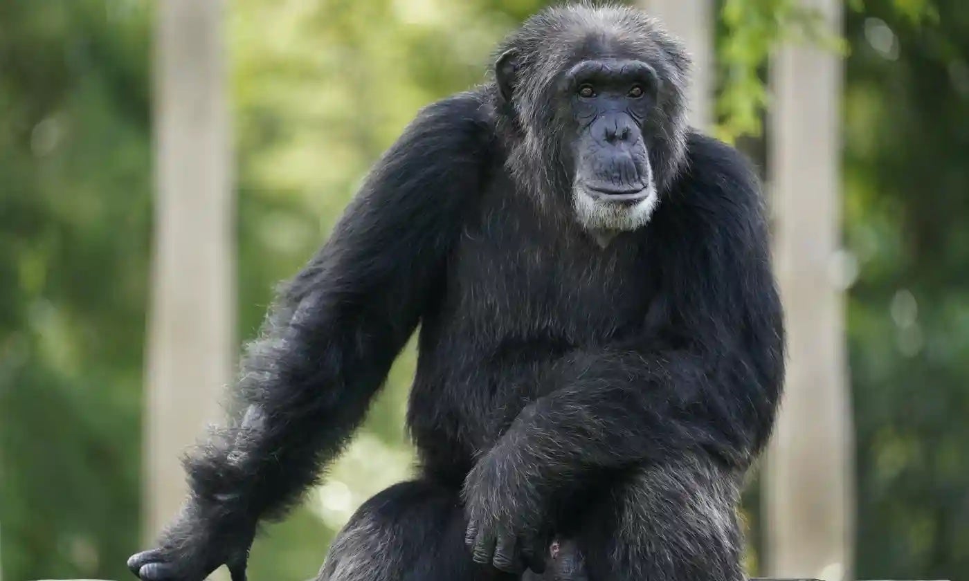 Four escaped chimpanzees on loose in Swedish zoo as three others shot dead  | The Independent