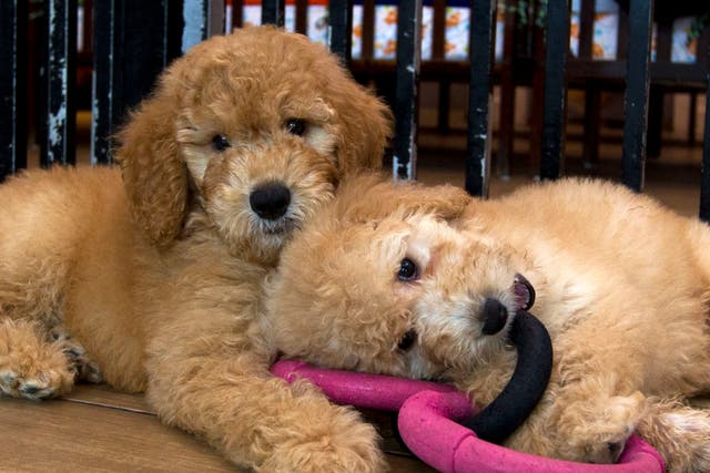<p>Pet Shops Sales Ban</p>