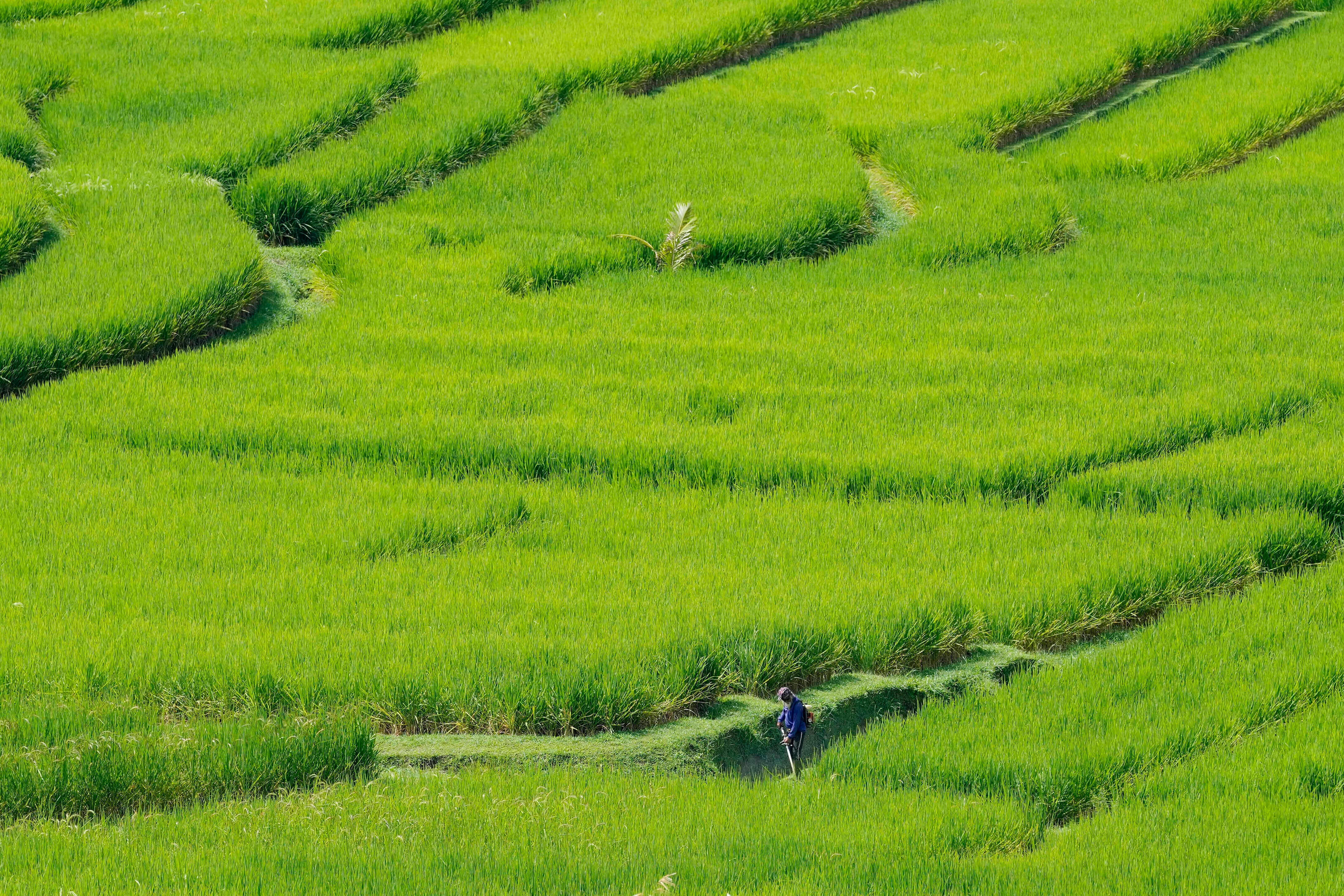 BALI-CRISIS HÍDRICA
