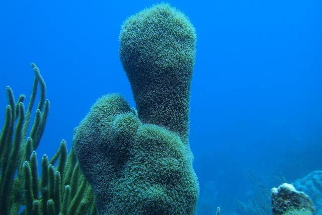 An example of pillar coral which has been listed as critically endangered. (Dr Francoise Cabada-Blanco/PA)