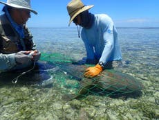 Some sharks return to the same sites to breed for decades