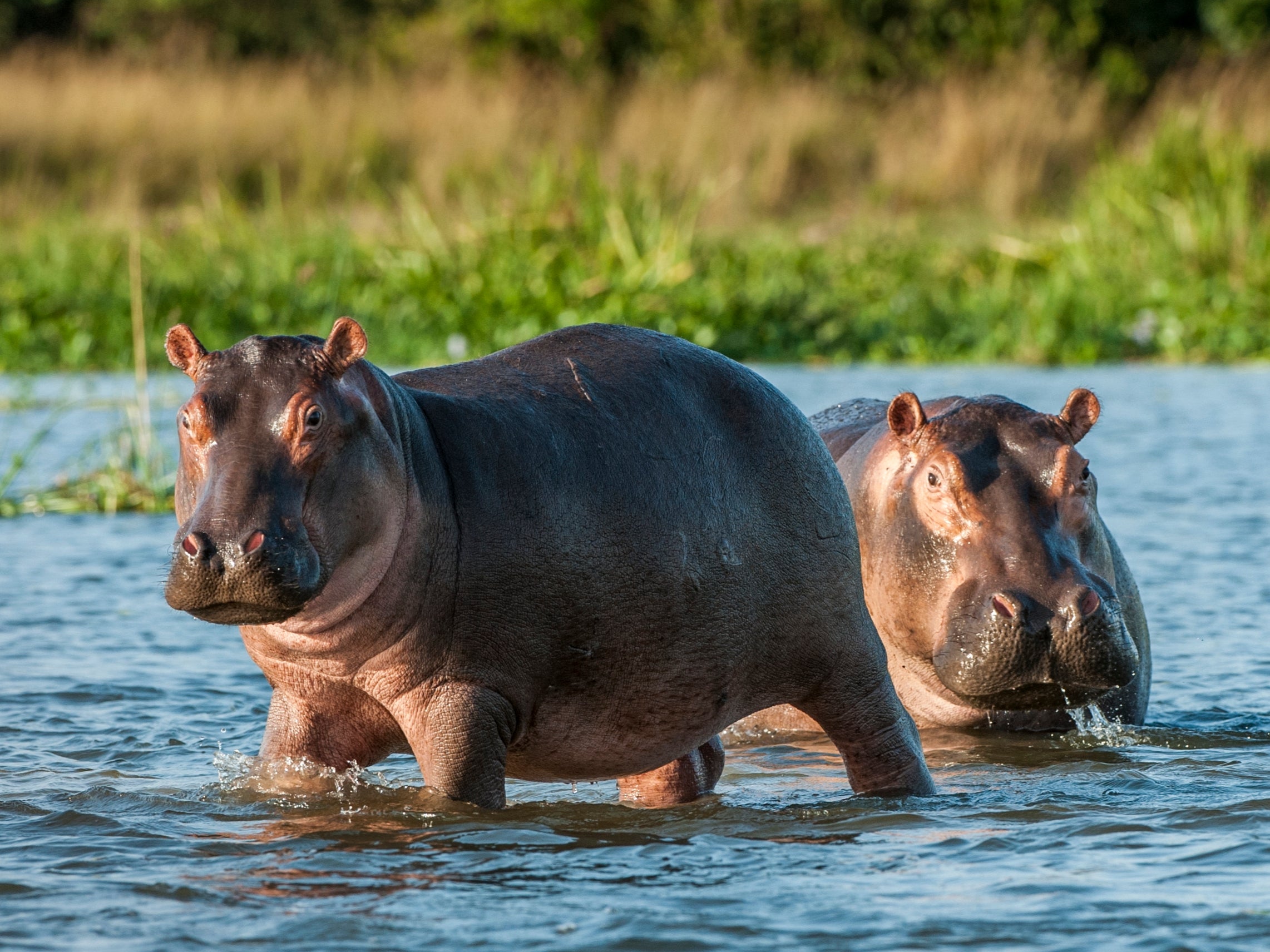 The hippo had strayed nearly a kilometre from one of Africa’s great lakes, according to police
