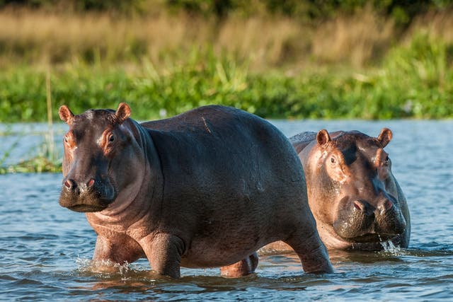 <p>The hippo had strayed nearly a kilometre from one of Africa’s great lakes, according to police </p>
