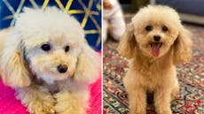 Lawsuit filed after miniature poodle mauled to death at New York City kennel