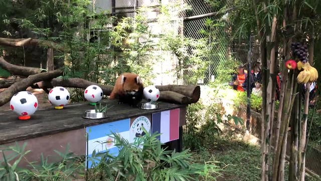 <p>Red panda predicts who will lift World Cup trophy in Qatar this weekend</p>